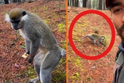 Ormana mantar aramak için çıktı maymun buldu