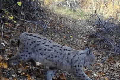 "Ormanın Hayaleti" vaşak güvenlik kamerasına yansıdı