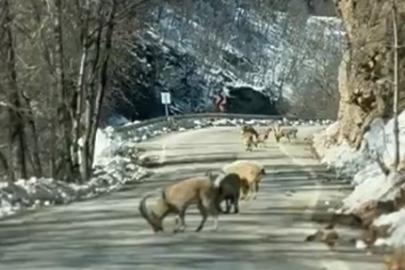 Ovacık yolunda dağ keçisi sürüsü yolu kapladı