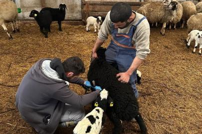 Refahiye’de hayvan sağlığı için sahadalar