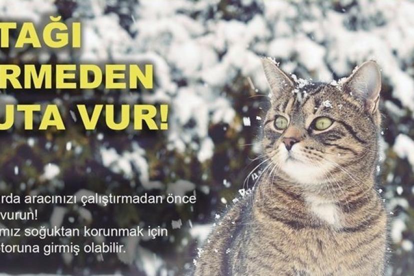 Soğuktan korunmak için girdiği araçta sıkışan kedi kurtarıldı