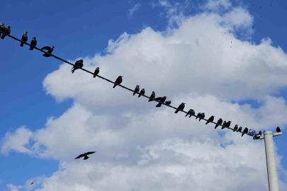 Tatvan’da sıralanan kuşlardan güzel görüntüler
