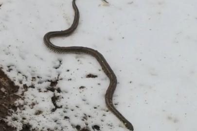 Yüksekova’da su arızası giderilirken 1 metrelik yılan çıktı