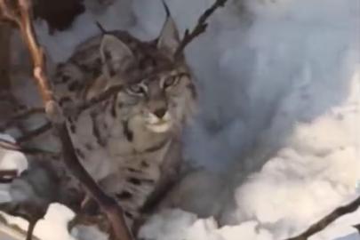 Yüksekova’da yerleşim alanına inen vaşak görüntülendi