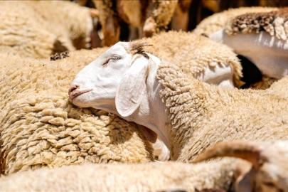 2026 Kurban Bayramı ne zaman? Bayram tatili kaç gün, 9 gün mü olacak?