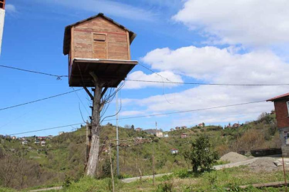 7 metre yüksekliğe ağaç ev yaptı