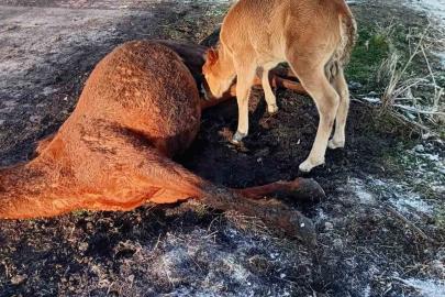 Annesini kaybeden tay, onu hâlâ emmeye çalıştı