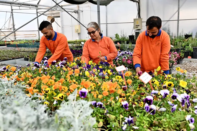 Antalya Muratpaşa'da 130 bin dal çiçek yetiştiriliyor