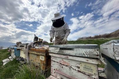 Arıcılar yavru ve besleme dönemine girdi