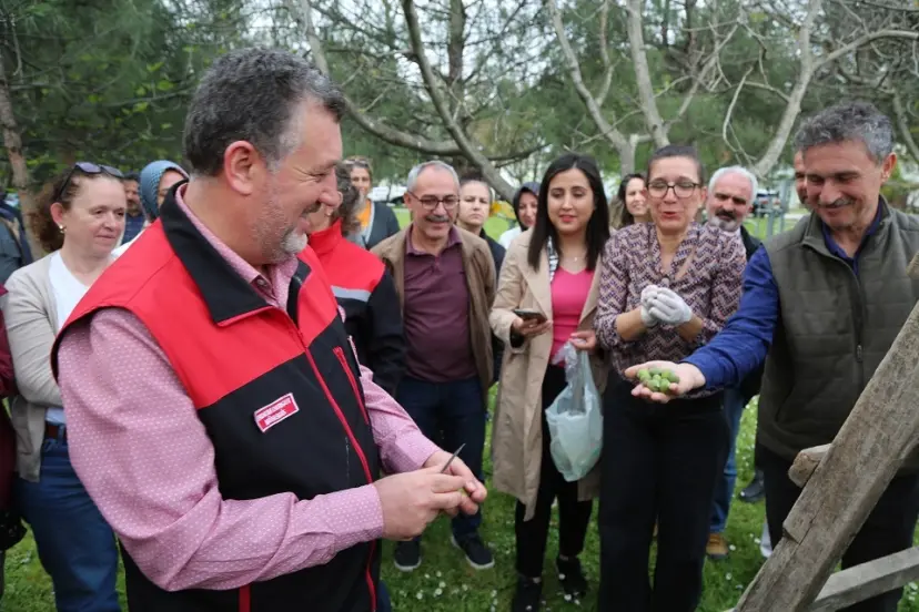 Bursa siyahı incirde sıkı denetim