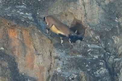 Dağ keçisi şaşkına çevirdi: Dev boynuzlarıyla dar mağaraya böyle girdi