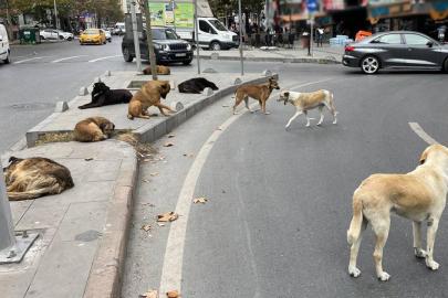 DKMP'den yerel yönetimlere sahipsiz köpek uyarısı