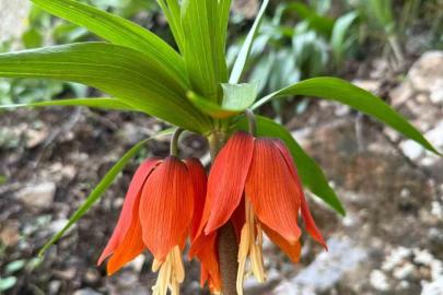 Hakkari’de ters laleler çiçek açtı