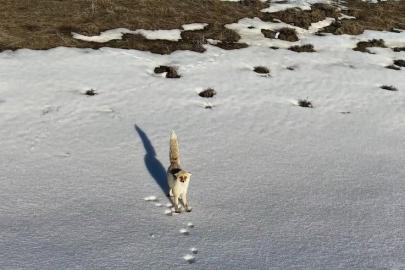 Karlı arazide yiyecek arayan tilki dron kamerasına yansıdı