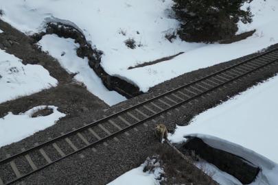 Kars’ta drone ile karşılaşan boz ayı kamerada: Merak, tedirginlik ve kaçış