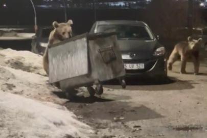 Kars’ta yerleşim bölgesine inen bozayılar çöpte yiyecek ararken görüntülendi
