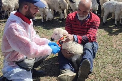 Kemah’ta küçükbaş hayvanlar aşılanarak küpeleniyor