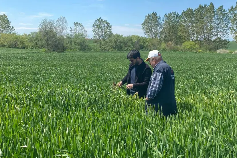 Keşan Akçeşme'de hububat alarmı! Yağış hastalıkları artırdı
