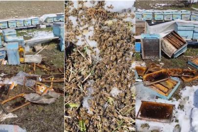 Kış uykusundan uyanan ayılar arılı kovanlara saldırdı