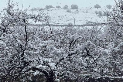 Malatya’da kayısı bahçeleri kar altında kaldı