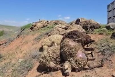 Malatya’da küçükbaş hayvan yüklü tır devrildi: 2 kişi yaralandı, 80 koyun telef oldu