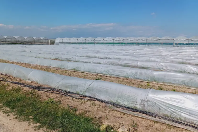 Mersin'de 'marul tarlada kaldı' iddiasına yalanlama