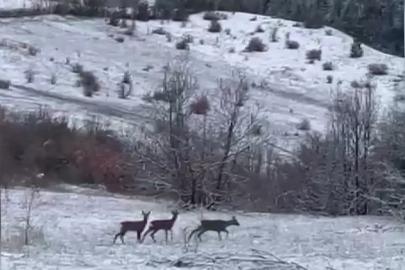 Nadir misafirler kar altında görüntülendi: Refahiye’de kızıl geyik heyecanı