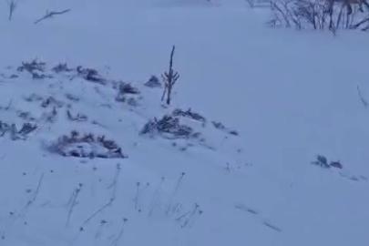 Sürüye saldıran kurt kangal köpeği tarafından engellendi