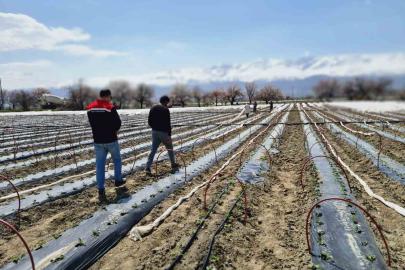 Üzümlü’de biber fideleri toprakla buluştu