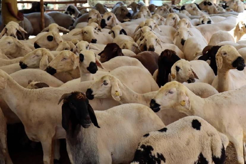 Vekaletle kurban kesim bedelleri açıklandı