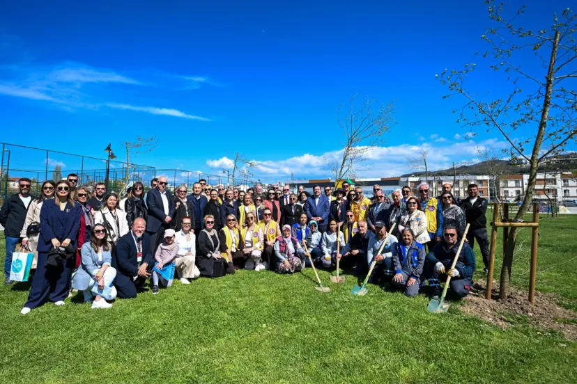 Yetişkin ağaçlar toprakla buluştu