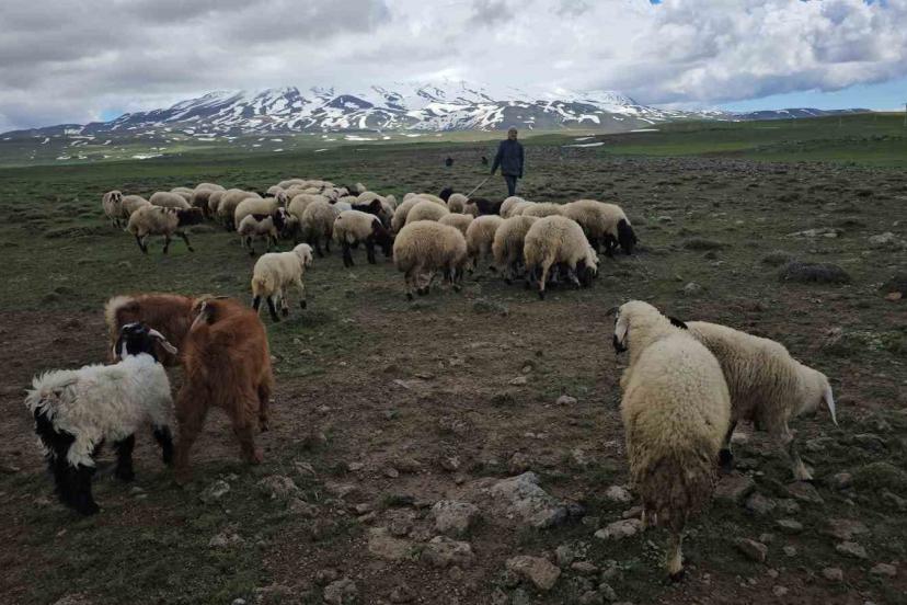 Adilcevaz’da sürüler yaylaya çıktı