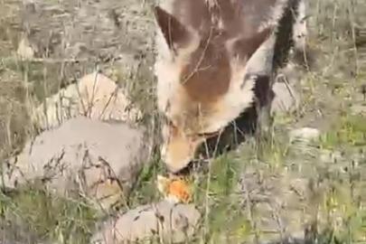 Ahlat’ta aç tilki piknik sofrasına ortak oldu