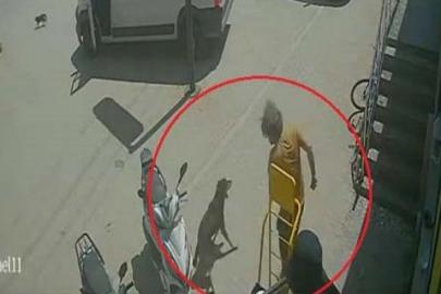 Antalya'da hayvanlara şiddet. Kedinin üzerine bastı, köpeği tekmeledi