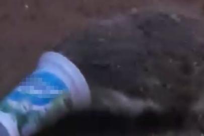 Ayran kutusuna sıkışan kirpinin zor anları kamerada