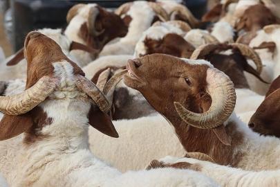Bayram tatili ne zaman başlıyor? 9 günlük Kurban Bayramı tatili için geri sayım