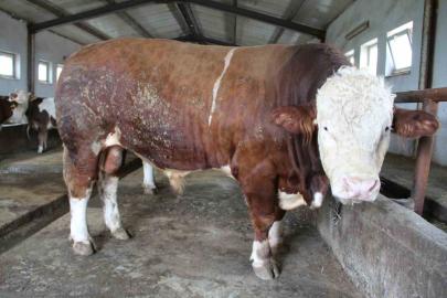 Bingöl’de 1,5 tonluk ’Tosun Paşa’ 450 bin liraya alıcı buldu