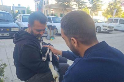 Elazığ’da ’Zeytin’ isimli oğlak, mahallenin maskotu haline geldi