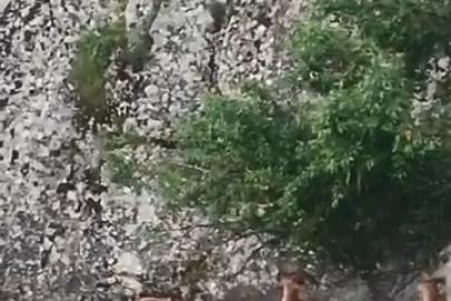 Elazığ’ın tarihi mahallesinde dağ keçileri görüntülendi