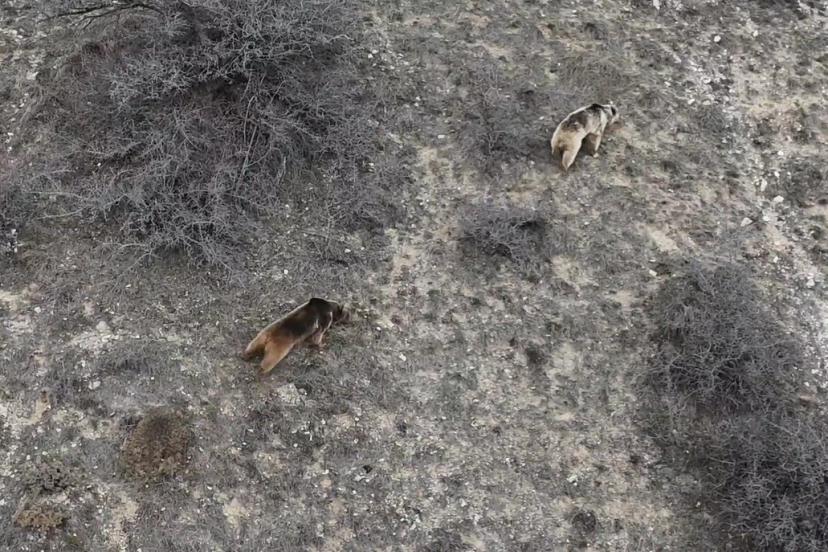Erzincan’da ayı saldırısı: 20 koyun telef oldu