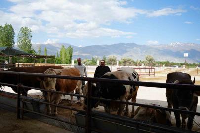 Erzincan’da Kurban Bayramı hareketliliği başladı