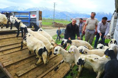 Erzincan’da tulum peyniri için zorlu yayla yolculuğu başladı