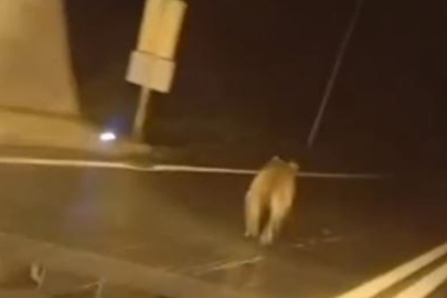 Giresun'da ilginç olay: Tünele ayı girdi