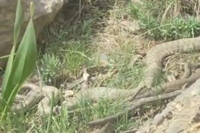 Hakkari’de doğaseverler dev engerekle karşılaştı