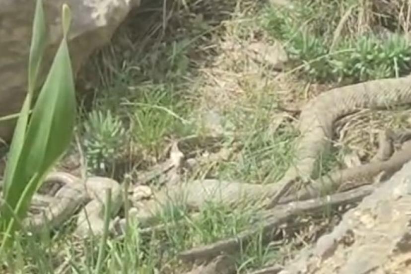 Hakkari’de doğaseverler dev engerekle karşılaştı