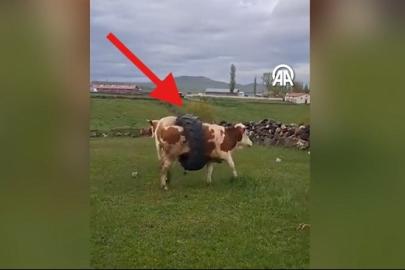 İneğin gövdesine sıkışan traktör lastiği görenleri şaşırttı