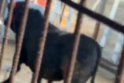 Kaçmaya çalışan kurbanlık dana zor anlar yaşattı