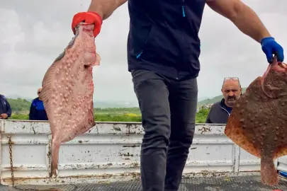 Karadeniz’de yasa dışı avcılığa geçit yok! 500 kilogram kalkan ele geçirildi
