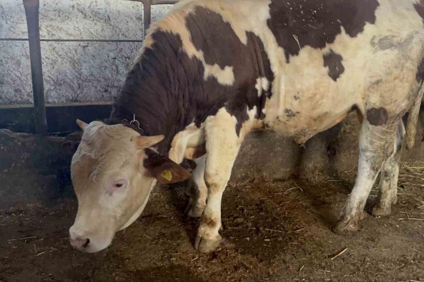 Kars’ta 600 kiloluk boğa görenlerin ilgisini çekiyor