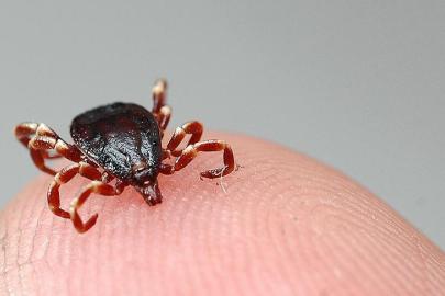 Kastamonu'da kene yapıştı İstanbul'da öldü. KKKA teşhisi konulan kadın hayatını kaybetti